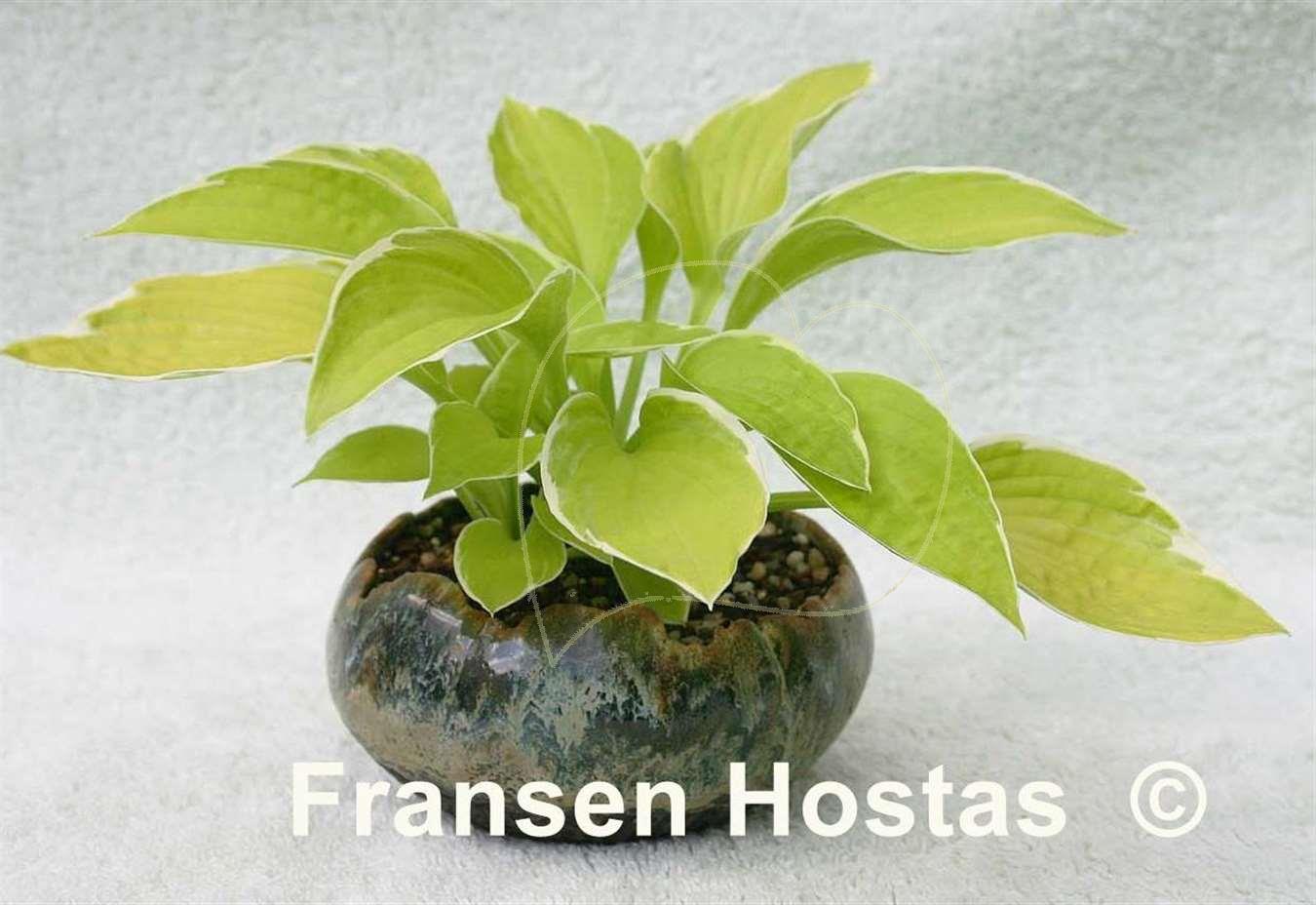  - Hosta Shere-Khan-photo-made-by-Jacques-Prunier-3